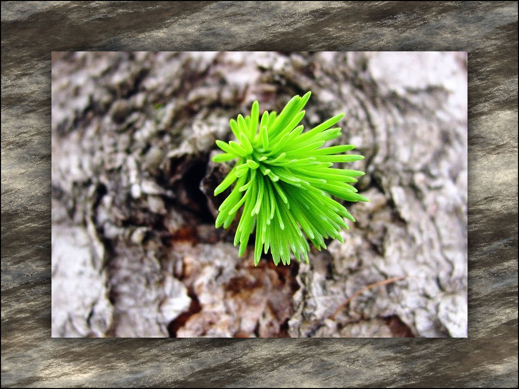 arbol